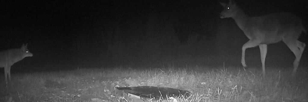 A nighttime trail cam photo of a coyote ( left) and a deer (right) facing off with a round water bowl between them